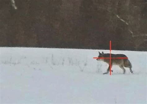 Late-Season Coyote Hunting Quandary | Grand View Outdoors