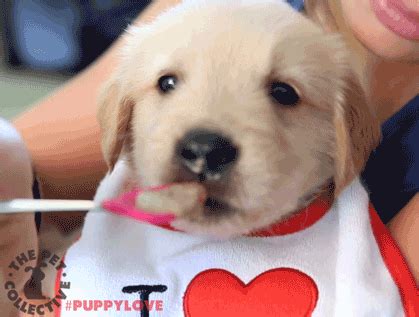 Golden Retriever GIFs - Get the best GIF on GIPHY