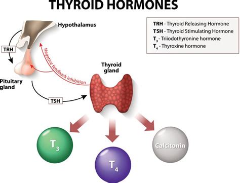 What is T4 and T3? A Simple Guide For The Non-Scientist