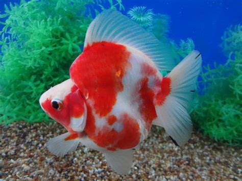 Ryukin Goldfish "Carassius auratus auratus" - 2'' – 1 Fish 2 Fish Dartmouth