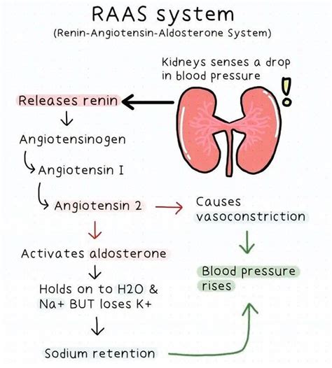 Renin Angiotensin Aldosterone System - MEDizzy