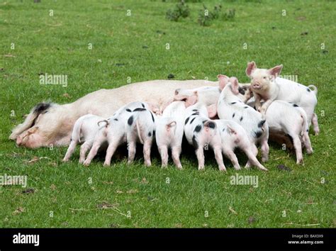 Gloucester old spot sow and suckling piglets Cotswold Farm Park Temple ...