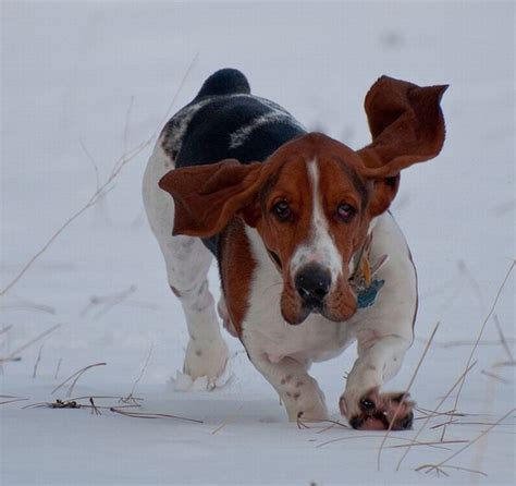 Basset Hound - Lifestyle Needs, Temperament and Health - Dog Breed Health