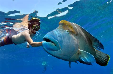 frank-and-snorkel - Liveaboard Snorkel Tours