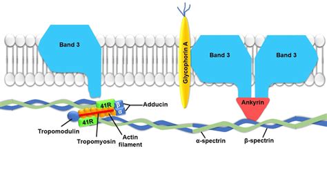 Schematic representation of important proteins involved in erythrocyte... | Download Scientific ...