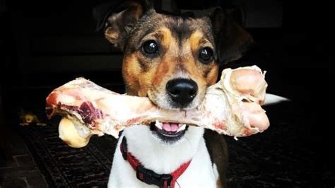 Five rawhide alternatives for dogs with pros and cons | PetsRadar