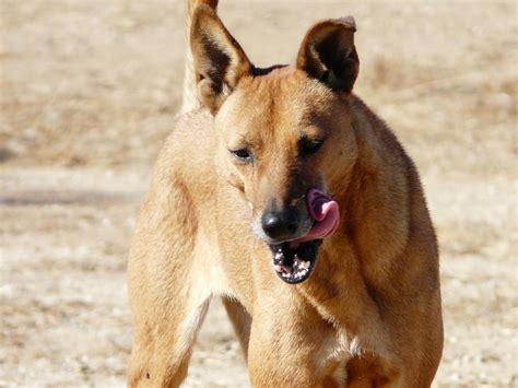 File:American Dingo aka Carolina Dog1.jpg