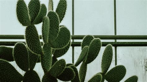 cactus, succulent, plant, window, 4k HD Wallpaper