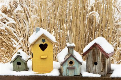 9 Proven Tips to Attract Nesting Birds - Birds and Blooms