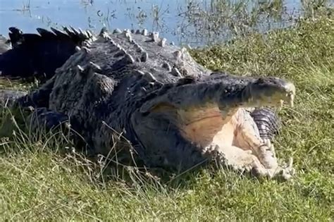 14-foot 'Croczilla' bares its teeth in Florida's Everglades: video