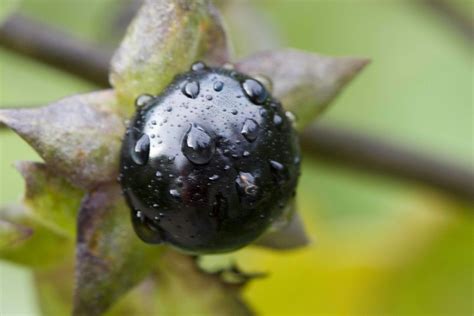 Nightshade Poisoning in Horses - Symptoms, Causes, Diagnosis, Treatment, Recovery, Management, Cost