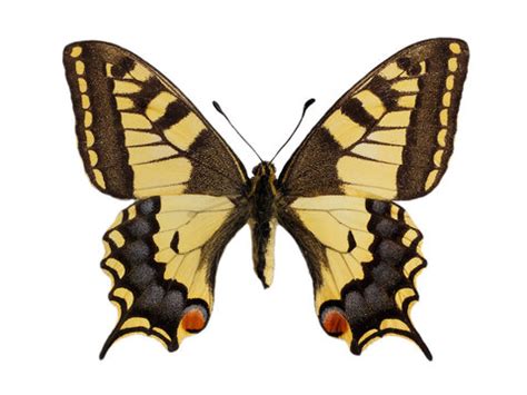 "Papilio Machaon" Images – Browse 11,267 Stock Photos, Vectors, and Video | Adobe Stock