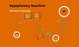 Hypopituitary Dwarfism by Rebekah Fillmore on Prezi