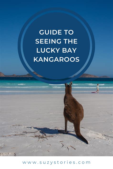 Guide To Seeing The Lucky Bay Kangaroos - Suzy Stories