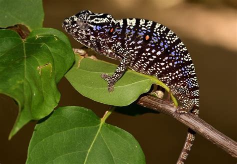 Chameleon Spotted in Madagascar for First Time in 100 Years