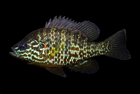 Species Spotlight: Pumpkinseed Sunfish | MBI