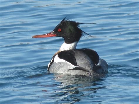 Toronto Wildlife - More Red-breasted Merganser Ducks