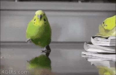 Bird GIF - Find & Share on GIPHY