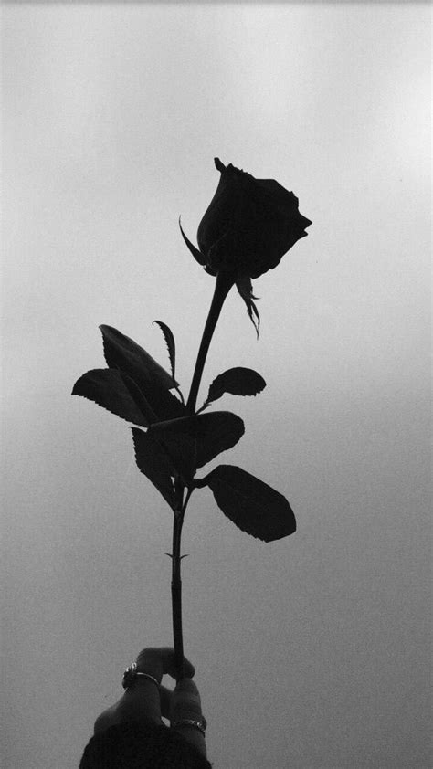 95 Black Wallpaper Aesthetic Rose Images - MyWeb