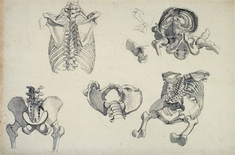 Drawings of human bones, mainly rib cage and pelvis | Works of Art | RA ...