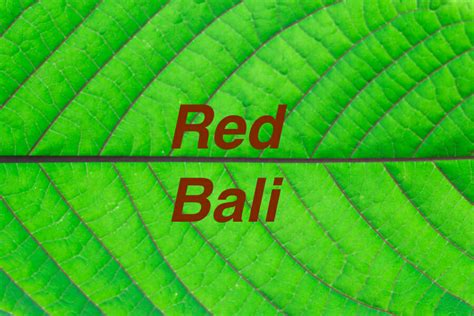 Red Bali Kratom - Effects, Dosage and Best Products