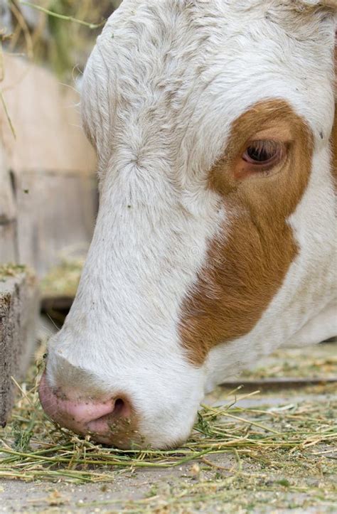 Cow eating hay stock photo. Image of brown, healthy, fodder - 32537250