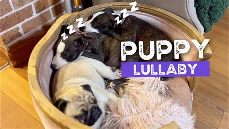 Puppy Lullaby - YouTube