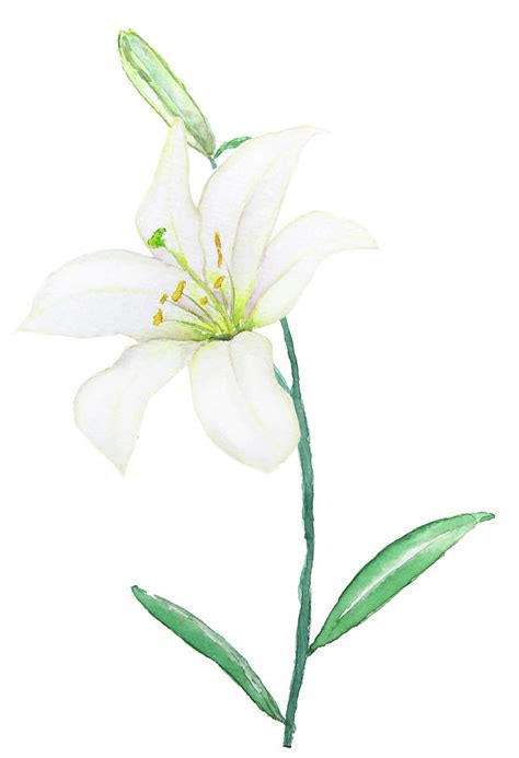 White Lily Painting by Color Color - Fine Art America