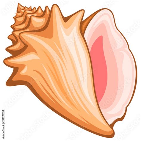 "Vector illustration of a conch shell." Stock image and royalty-free vector files on Fotolia.com ...