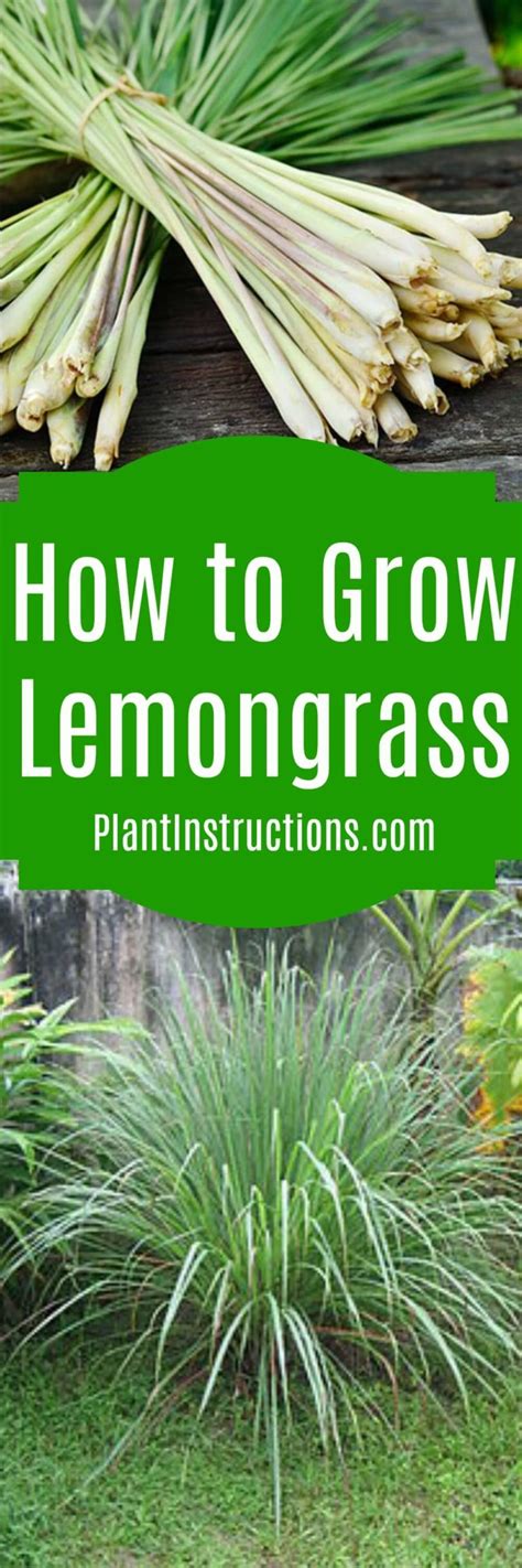 How to Grow Lemongrass - Plant Instructions