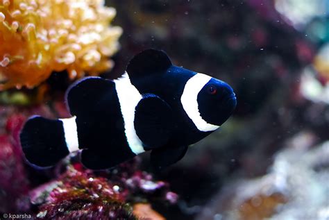 Black Clown Fish | Amphiprion ocellaris | kparsha | Flickr