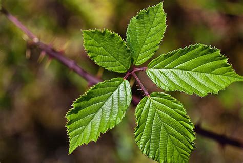 Fruit Tree Leaves Identification