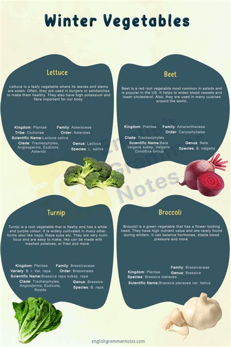 Winter Vegetables | List of Winter Vegetables With Description and Images – English Grammar Notes