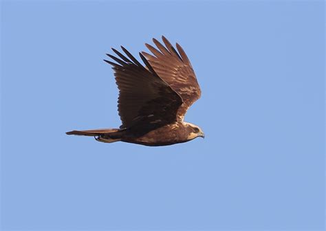 Female Marsh Harrier in Flight by NeilSchofield | ePHOTOzine