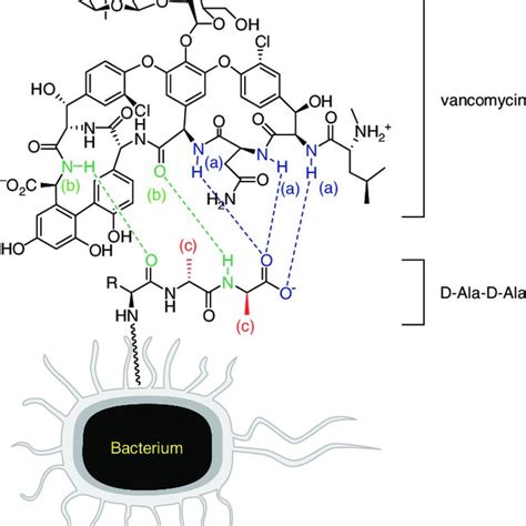 Structure of daptomycin. Daptomycin consists of a 13 amino acid... | Download Scientific Diagram