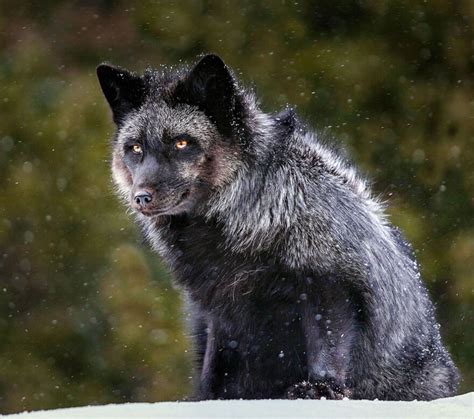 Black Foxes In 45 Pictures Showing The Beauty Is Hidden In Their Fur