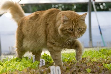 Risks posed by cats on produce farms - Agrifood Safety