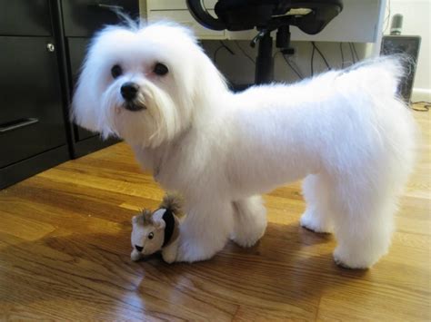 Maltese Dog Haircuts Styles Pictures | Maltese haircut, Maltese dogs ...