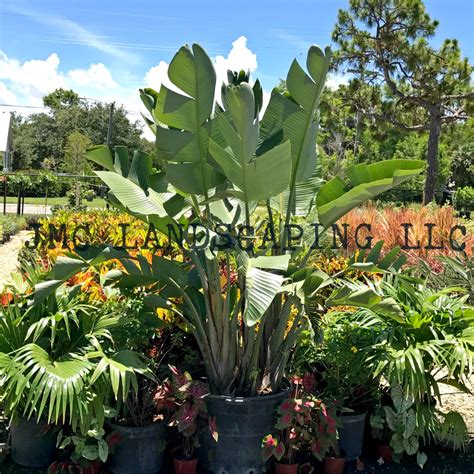 Flowering Plants | White Bird of Paradise | Strelitzia nicolai