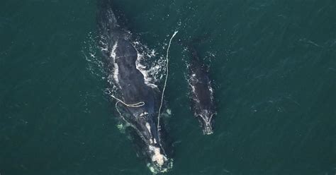 Environmentalists Feeling Hopeless About Latest Right Whale Entanglement