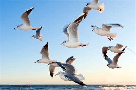 Wallpaper Gulls, Burung, Flying HD: Layar Lebar: Definisi Tinggi: Layar ...