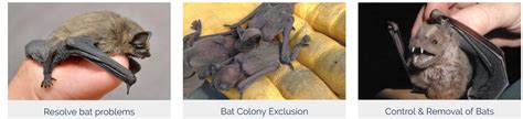 Bat the Bats. These squeaky sounding nocturnal… | by Georgia Bat Control | Medium