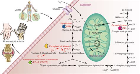 Frontiers | Glycolysis Rate-Limiting Enzymes: Novel Potential Regulators of Rheumatoid Arthritis ...