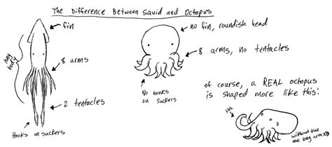 Squid VS. Octopus by Reitanna-Seishin on DeviantArt