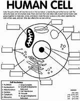 Free Printable Cell Structure Worksheets sketch template