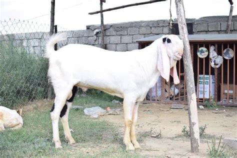 bakra/Buy and Sell Animals in All Major Cities of Pakistan