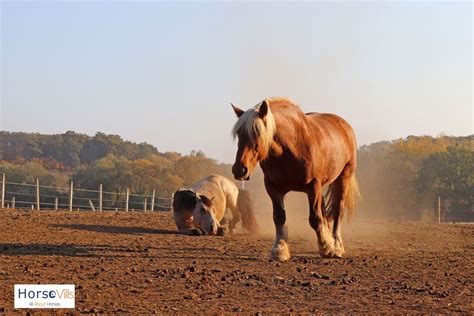 11 Best Jumping Horses for a Great Show (W/ Photos & Videos)