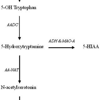 Metabolism of 5-hydroxytryptamine (5-HT, serotonin). Enzymes in ...