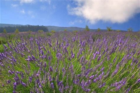 Ali'i Kula Lavender Farm: Maui Attractions Review - 10Best Experts and ...