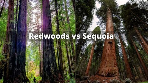 Redwood vs Sequoia: Which Park Should You Visit?